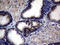 Cathepsin L1 antibody, LS-C794858, Lifespan Biosciences, Immunohistochemistry paraffin image 