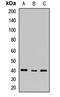 SHANK Associated RH Domain Interactor antibody, orb411955, Biorbyt, Western Blot image 
