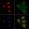 RUNX Family Transcription Factor 2 antibody, GTX00811, GeneTex, Immunocytochemistry image 