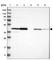 2',3'-Cyclic Nucleotide 3' Phosphodiesterase antibody, HPA023280, Atlas Antibodies, Western Blot image 