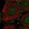 Pleckstrin Homology Domain Containing A7 antibody, NBP2-68835, Novus Biologicals, Immunocytochemistry image 