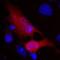 V5 epitope tag antibody, MA5-15253-D680, Invitrogen Antibodies, Immunofluorescence image 