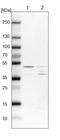SPRY Domain Containing 3 antibody, NBP1-83681, Novus Biologicals, Western Blot image 