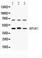 ADP-ribosylation factor GTPase-activating protein 1 antibody, A04959, Boster Biological Technology, Western Blot image 