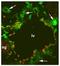 Prospero homeobox protein 1 antibody, DP3516S, Origene, Immunofluorescence image 