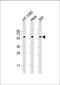 SMAD Family Member 1 antibody, M00728-3, Boster Biological Technology, Western Blot image 