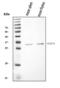 C-Type Lectin Domain Containing 7A antibody, A02731-1, Boster Biological Technology, Western Blot image 