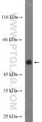 Solute Carrier Family 49 Member 4 antibody, 26750-1-AP, Proteintech Group, Western Blot image 