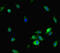 Nuclear factor of activated T-cells 5 antibody, LS-C678808, Lifespan Biosciences, Immunofluorescence image 