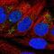 Nedd4 Family Interacting Protein 2 antibody, NBP1-81436, Novus Biologicals, Immunofluorescence image 