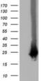 RAB, Member Of RAS Oncogene Family Like 2A antibody, NBP2-03281, Novus Biologicals, Western Blot image 