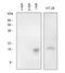 SNCG antibody, LS-B2968, Lifespan Biosciences, Western Blot image 