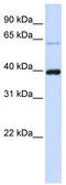 PHD Finger Protein 6 antibody, TA339155, Origene, Western Blot image 