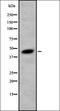 Membrane Metalloendopeptidase antibody, orb378180, Biorbyt, Western Blot image 