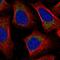 Mitochondrial Ribosomal Protein L57 antibody, HPA059370, Atlas Antibodies, Immunocytochemistry image 