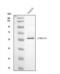 Flavin Containing Dimethylaniline Monoxygenase 5 antibody, PA2108, Boster Biological Technology, Western Blot image 