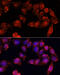 ACTR-IIB antibody, 23-239, ProSci, Immunofluorescence image 