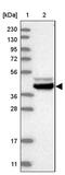 Basic Leucine Zipper And W2 Domains 2 antibody, PA5-55386, Invitrogen Antibodies, Western Blot image 