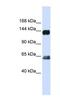 Rap Guanine Nucleotide Exchange Factor 1 antibody, NBP1-58306, Novus Biologicals, Western Blot image 