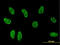 TSC22 Domain Family Member 3 antibody, LS-B4313, Lifespan Biosciences, Immunofluorescence image 