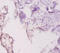 Laminin Subunit Gamma 1 antibody, A54628-100, Epigentek, Immunohistochemistry paraffin image 