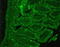 Sst2 antibody, TA309884, Origene, Immunohistochemistry frozen image 