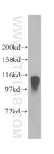 Calsyntenin 1 antibody, 12788-1-AP, Proteintech Group, Western Blot image 