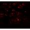 Mitochondrial Transcription Termination Factor 3 antibody, LS-B10092, Lifespan Biosciences, Immunofluorescence image 