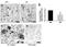 Cholesterol 24-hydroxylase antibody, PA1-32446, Invitrogen Antibodies, Immunohistochemistry frozen image 