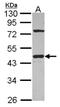 G Protein alpha Inhibitor 1 antibody, NBP2-16558, Novus Biologicals, Western Blot image 