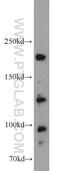 Coiled-coil and C2 domain-containing protein 2A antibody, 22293-1-AP, Proteintech Group, Western Blot image 