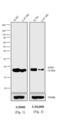 Mouse IgG Fab antibody, 31331, Invitrogen Antibodies, Western Blot image 
