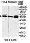 PPT antibody, orb78239, Biorbyt, Western Blot image 