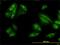 Sequestosome 1 antibody, MCA4265Z, Bio-Rad (formerly AbD Serotec) , Western Blot image 
