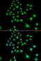 Ubiquitin-protein ligase E3C antibody, LS-C335670, Lifespan Biosciences, Immunofluorescence image 