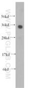 Cyclic AMP-dependent transcription factor ATF-1 antibody, 11946-1-AP, Proteintech Group, Western Blot image 