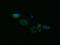 Acetyl-CoA Acyltransferase 2 antibody, LS-C174712, Lifespan Biosciences, Immunofluorescence image 