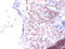 Phosphatidylserine synthase 1 antibody, CSB-PA04305A0Rb, Cusabio, Immunohistochemistry frozen image 