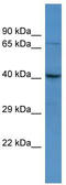 Solute carrier family 52, riboflavin transporter, member 1 antibody, TA342680, Origene, Western Blot image 