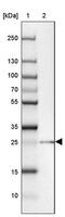Testis Expressed 30 antibody, PA5-62802, Invitrogen Antibodies, Western Blot image 