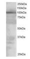 Vav Guanine Nucleotide Exchange Factor 2 antibody, orb18524, Biorbyt, Western Blot image 