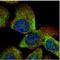VTA1 antibody, NBP1-32570, Novus Biologicals, Immunofluorescence image 