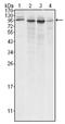 Calnexin antibody, AM06218SU-N, Origene, Western Blot image 
