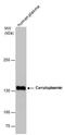 Ceruloplasmin antibody, PA5-77921, Invitrogen Antibodies, Western Blot image 