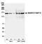 SWI/SNF Related, Matrix Associated, Actin Dependent Regulator Of Chromatin Subfamily C Member 1 antibody, A301-020A, Bethyl Labs, Western Blot image 