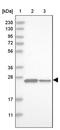 Dynactin Subunit 6 antibody, PA5-55108, Invitrogen Antibodies, Western Blot image 