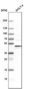 Negative elongation factor E antibody, PA5-52398, Invitrogen Antibodies, Western Blot image 