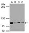 NF-kappa-B-repressing factor antibody, GTX105380, GeneTex, Western Blot image 