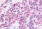 Hormonally up-regulated neu tumor-associated kinase antibody, MBS243208, MyBioSource, Immunohistochemistry frozen image 