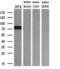 Transferrin antibody, GTX83513, GeneTex, Western Blot image 